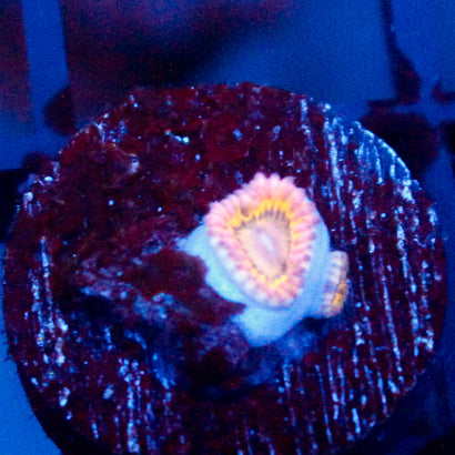 Stratocaster Zoanthid