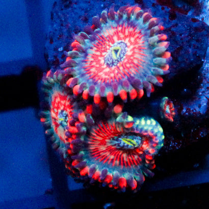 White Zombie Zoanthid mini colony