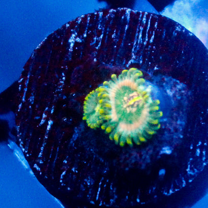 Lepchreaun Burps Zoanthid