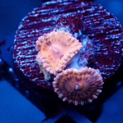 Stratocaster Zoanthid