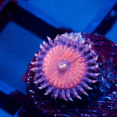 Amber Bliss Zoanthid