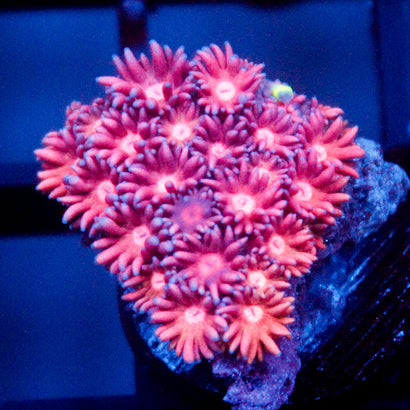 JC Pink Rainbow Goni