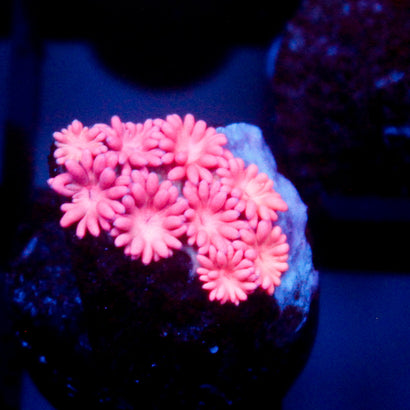 JC Lilly Pink Goni