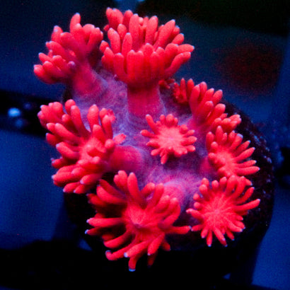JC Red Kraze Goni