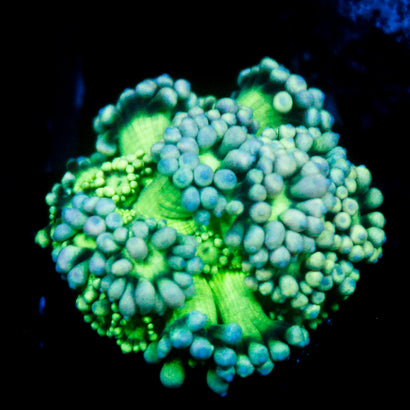 JC Blue Rainbow Goni