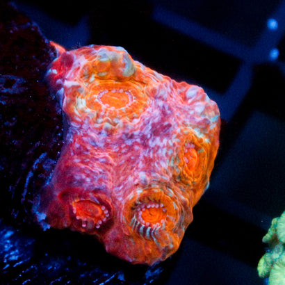 JC Rainbow Space Rock