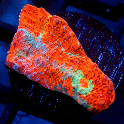 JC Rainbow Orange Greed Chalice