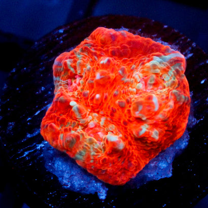 JC Orange Greed Chalice