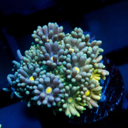 JC Baby Blue Rainbow Goni