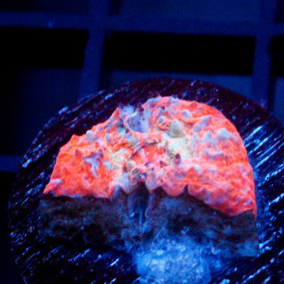 JC Blue Citrus Chalice