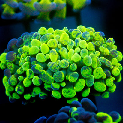 JC Ultra Splatter Hammer