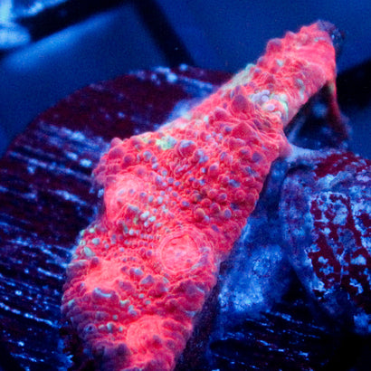 JC Red Tide