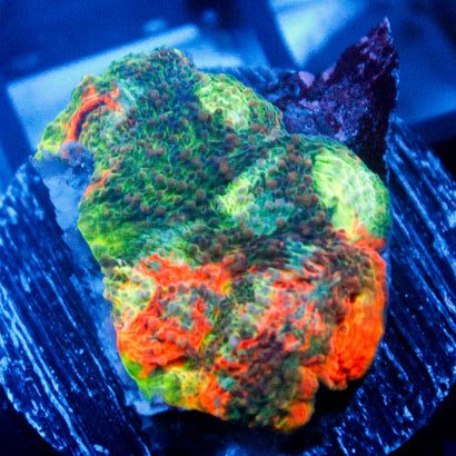 JC Copper Rainbow Echinata