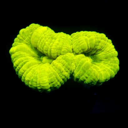 JC Trumpet Coral
