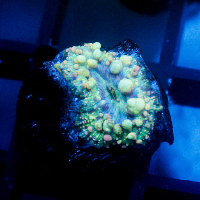 Neptune Bounce Mushroom