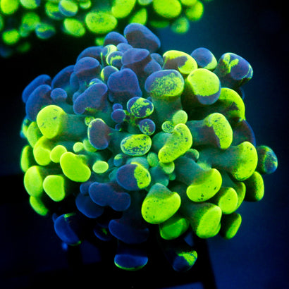 JC Bicolor Splatter Hammer