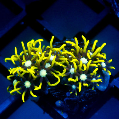 JC GSP
