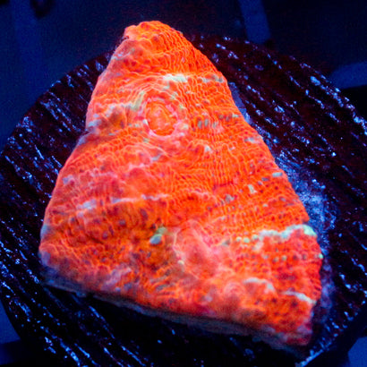 JC Citrus Dream chalice