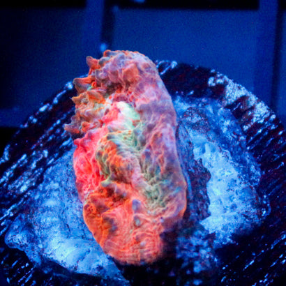 JC Unholy Trinity Chalice