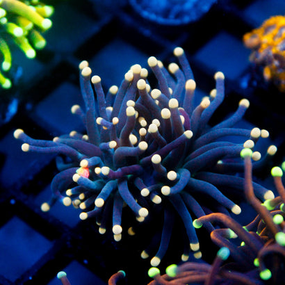 JC Yellow Tip Hurricane