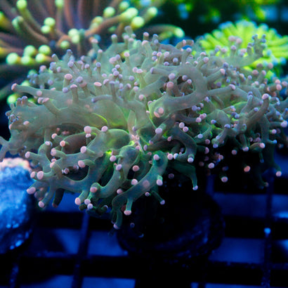 JC Pink Tip Octo
