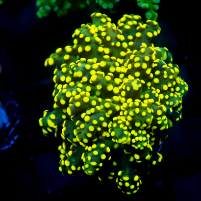 JC Neon Yellow Octo