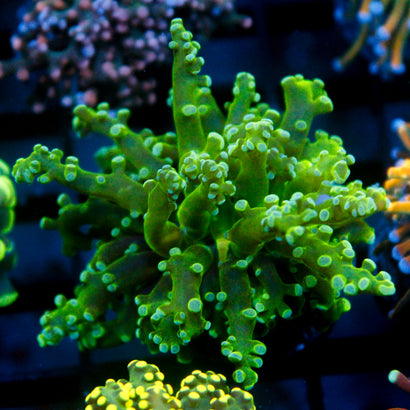 JC Green Octo