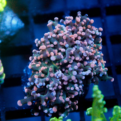 JC Cotton Candy Octo