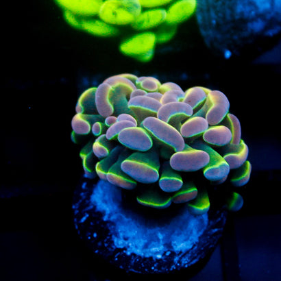 JC Ultra Hologram Hammer