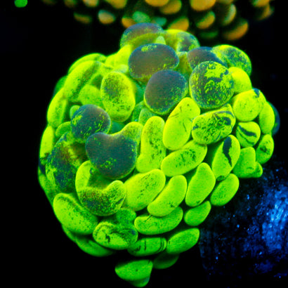 JC Ultra Splatter Hammer