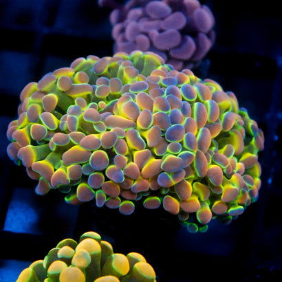 SBB Ultra Hologram Hammer Mini Colony