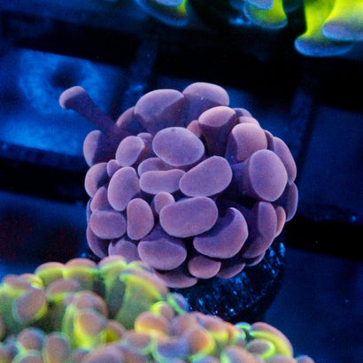 JC Purple Hammer