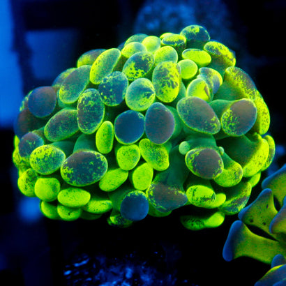 JC Ultra Bicolor Splatter Hammer