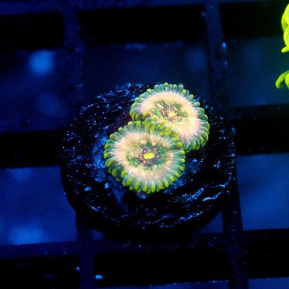 Leprechaun Farts Zoanthid