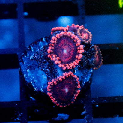 JC Pink Star Zoanthid