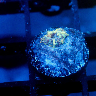 Neptune Bounce Mushroom