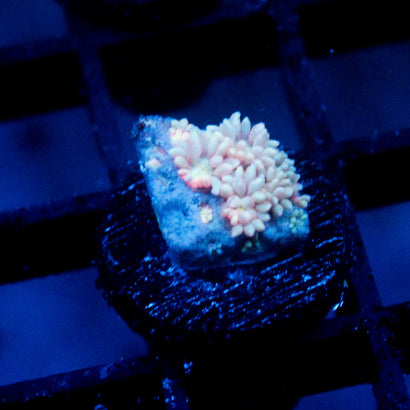 JC Yellow Rainbow Goni