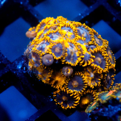 JC Killer Bee Colony