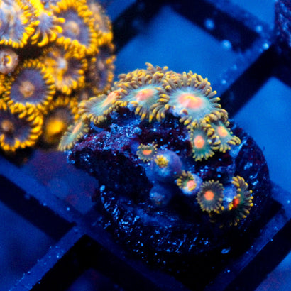 JC Jupiter Mini Colony