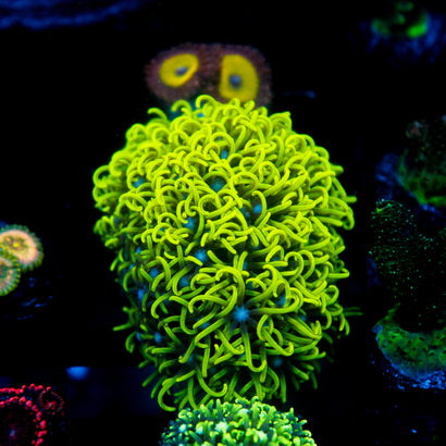 JC GSP