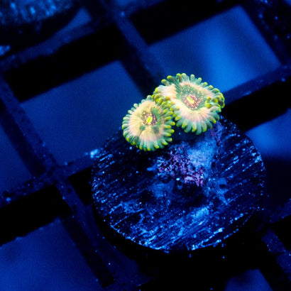 Leprechaun Farts Zoanthid