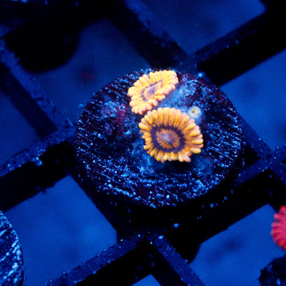 Chiquita Zoanthid
