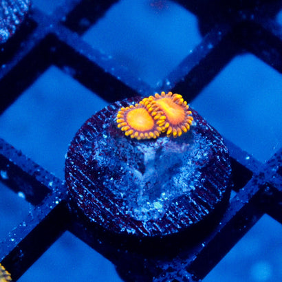 JC Sunny D Zoanthid