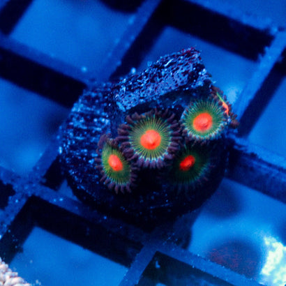 JC Alien Blood Zoanthid