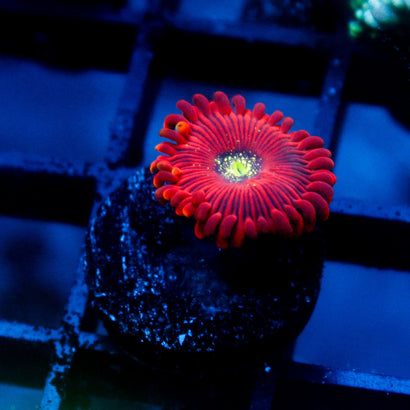 Magician Zoanthid