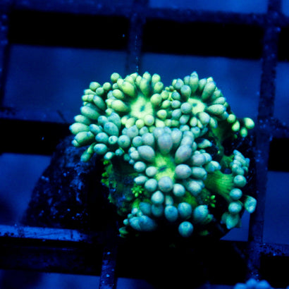 JC Blue Rainbow Goni