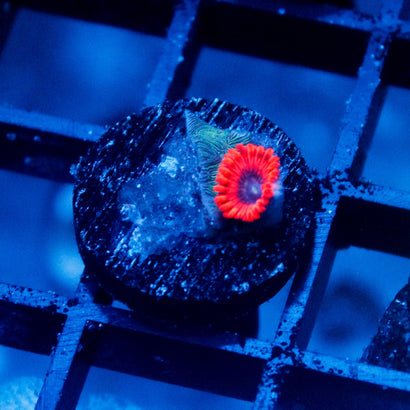 Typhlosion with Pavona