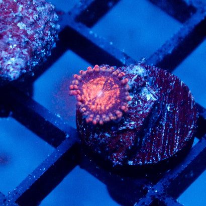 JC Speckled Kraze Zoanthid