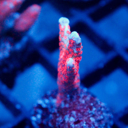 JC Hell Digitata
