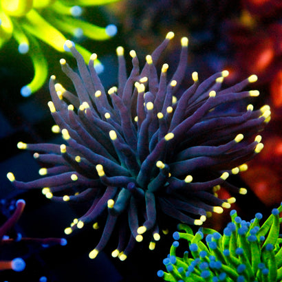 JC Yellow Tip Hurricane